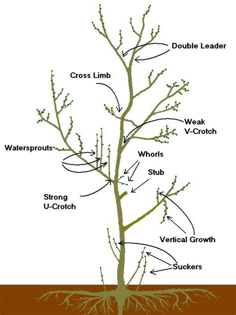 7 Tips for Pruning a Lemon Tree - Growing Home | Fruit tree garden ...