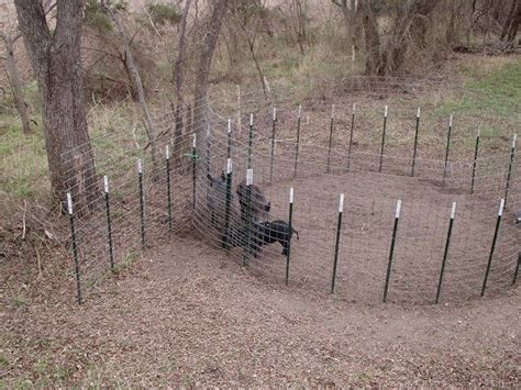 How To: Build a good hog trap under $50 | Hog trap, Hog hunting, Deer ...