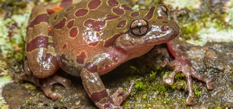 Ghost Frogs | Next Gen Herpetologist