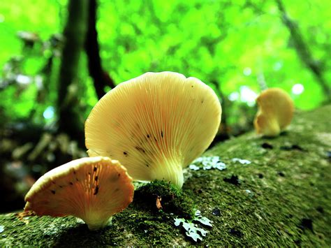 Forest Fungi Photograph by Kathrin Poersch | Pixels