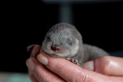 New Born Cute Baby Otter : r/Otters