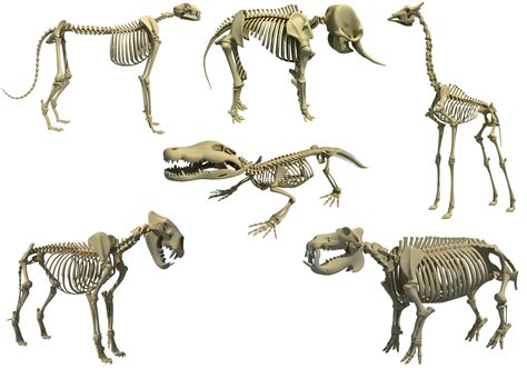 African animal skeleton model - TurboSquid 1258191