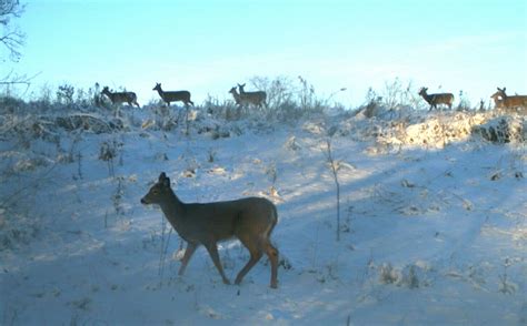 Do You Need To Increase Deer Numbers? | Whitetail Habitat Solutions