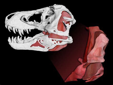 Tyrannosaurus Rex's Bite Force Measured 8,000 Pounds, Scientists Say ...