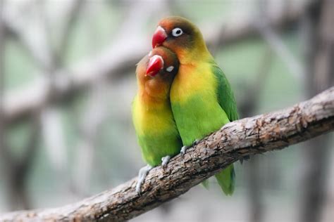 Lovebird Breeding Basics Explained