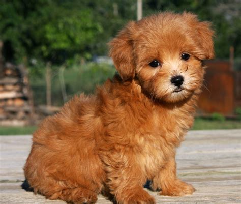 Red teacup maltipoo BE MINE | Maltipoo puppy, Maltipoo dog, Puppies