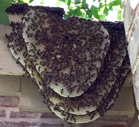 Beehives Vs. Wasp Nests - How to Identify The Differences