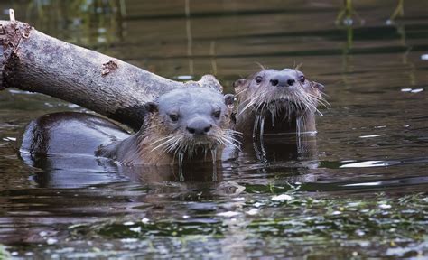 North American River Otters – Mendonoma Sightings