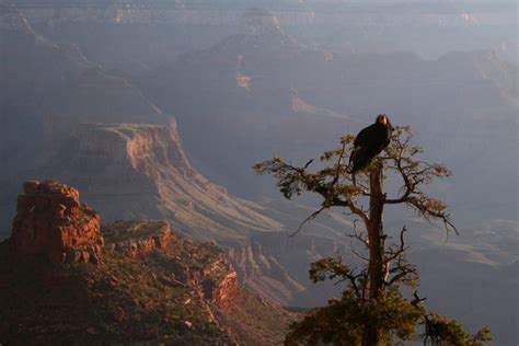 California Condor in May 2008 by Mike Jones · iNaturalist