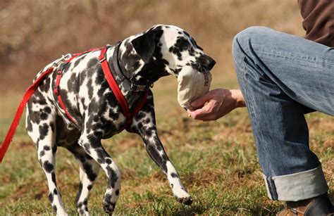 The Best Dog Training Treats | Natural Dog Owner