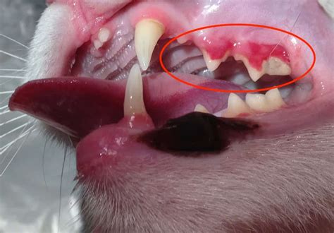 Tooth Resorption In Cats: A Widespread Painful Problem