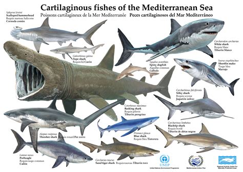 Let's learn Biology and Geology in English!: Cartilaginous fish of the ...