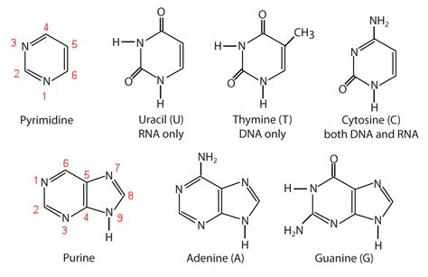 19.1 Nucleotides | The Basics of General, Organic, and Biological Chemistry