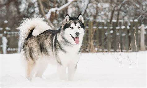 Sable Alaskan Malamute