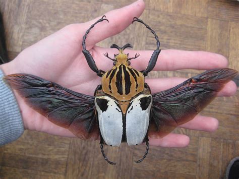 The Goliath Beetle | Goliath beetle, Insects, Beautiful bugs