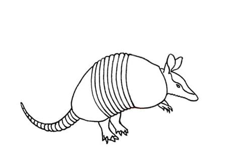 How to draw an Armadillo step by step Part 3 – Easy Animals 2 Draw