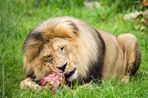 male lion eating meat - Buy this stock photo and explore similar images ...