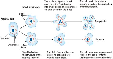 Apoptosis Vs Necrosis Pathway