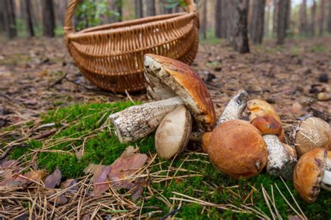 Foraging for Mushrooms: The Beginner's Guide - Mushroom Insider