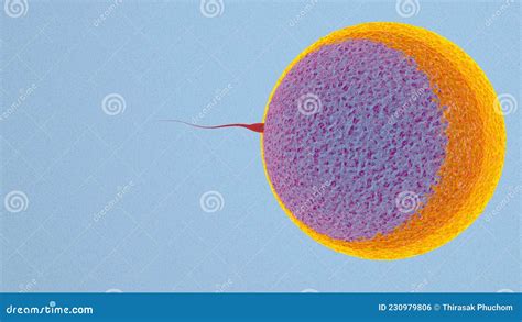 Fertilization is the Fusion of Haploid Gametes Egg Stock Photo - Image ...