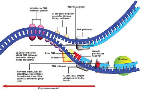 dna | Difference Between | dna