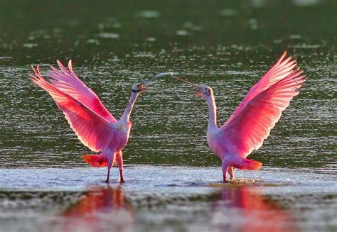 Dallas Trinity Trails: Roseate Spoonbills Wild Passage To The Great ...