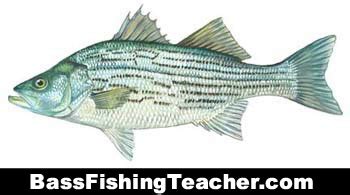 Hybrid Striped Bass Fishing - Bass Fishing Teacher