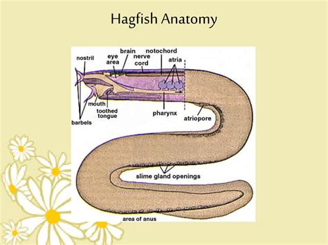 PPT - AGNATHA Hagfish & Lamprey PowerPoint Presentation, free download ...