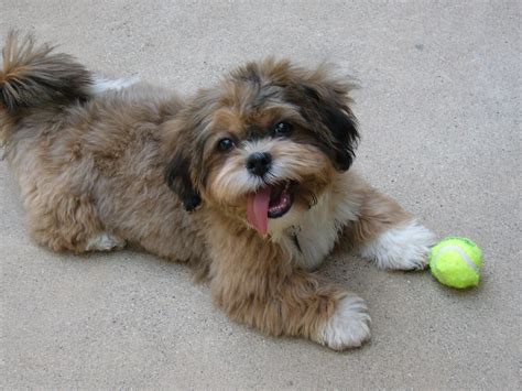 Shih-Poo Information - Dog Breeds at NewPetOwners