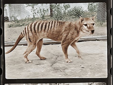 The thylacine (Tasmanian Tiger) may have been rediscovered | Page 4 ...