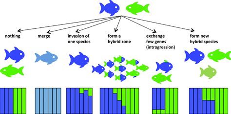 Potential evolutionary outcomes of hybridization. While most ...