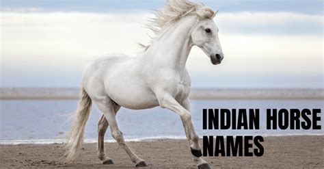 20+ Beautiful Indian Horse Names