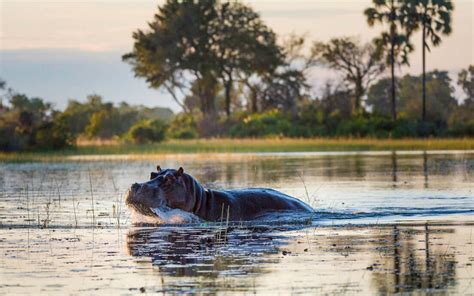 African Animal Facts: Interesting Facts About Hippos | Hippo Facts