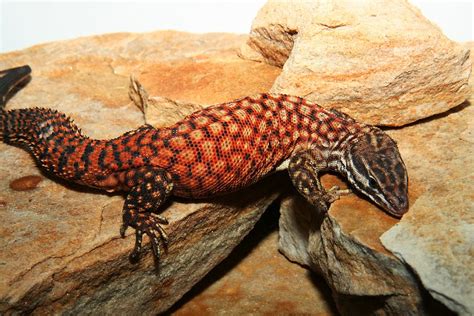 Jenis - Jenis Varanus ( Genus Varanidae ) di Dunia: Jenis - jenis atau ...