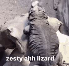 Zestyrp GIF - Zestyrp - Discover & Share GIFs