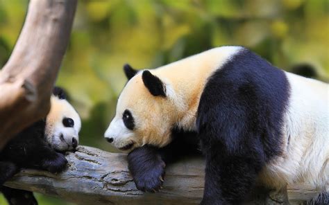 nature, Animal, Bird, National, Geographic, Panda, Forest, Baby, Green ...