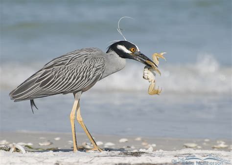 Yellow-crowned Night Heron Images - Mia McPherson's On The Wing Photography