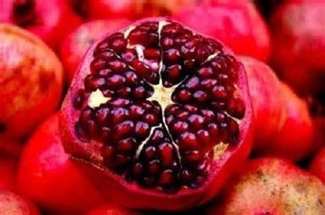 10 Dwarf Sweet Pomegranate Seeds-1056 - Etsy