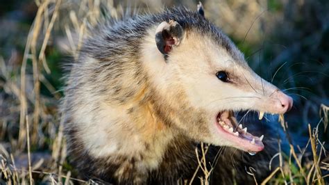 20 Opossum Teeth Facts - Facts.net