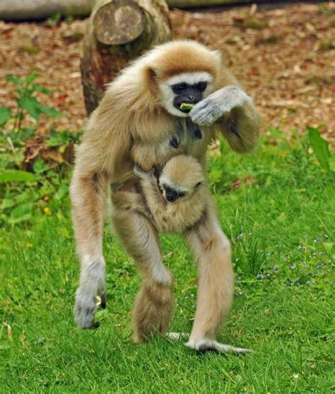 GIBBON WITH BABY | Baby animals, Monkey world, Animals wild