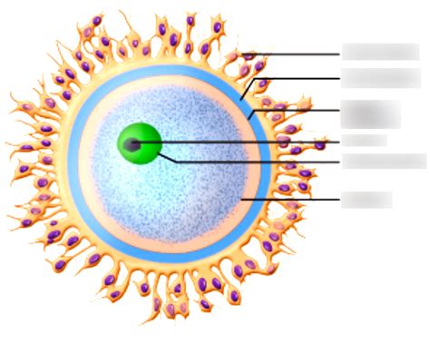 Fertilisation and Implantation: The Female Gamete Diagram | Quizlet