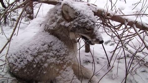 Coyote Snaring - YouTube