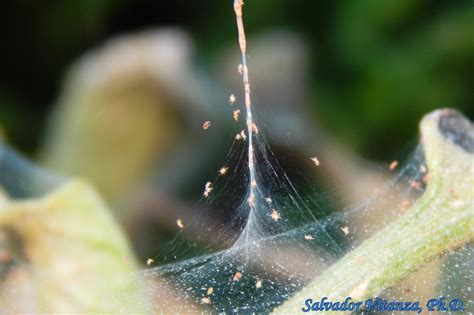 Class Arachnida-Trombidiformes-Tetranychidae-Spider Mites (C) - Urban ...