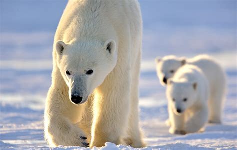 Arctic Kingdom | Arctic Adventures, Safaris & Guided Polar Bear Tours