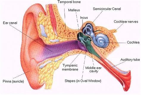 Ear, Middle; Tympanic Cavity; Tympanum