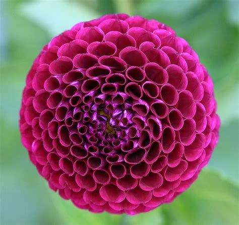 Dahlia | Geometry in nature, Fractals in nature, Patterns in nature