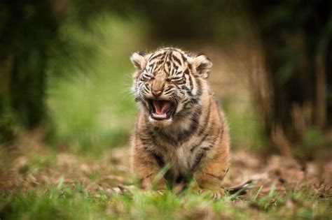 Tigers, Cubs, Big cats, HD Wallpaper | Rare Gallery