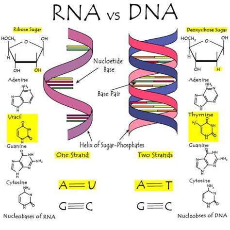 用图表解释DNA和RNA的区别 - 188宝金博官网到底是哪个