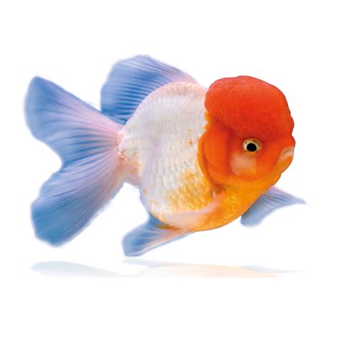 How to care for your Lionhead Goldfish