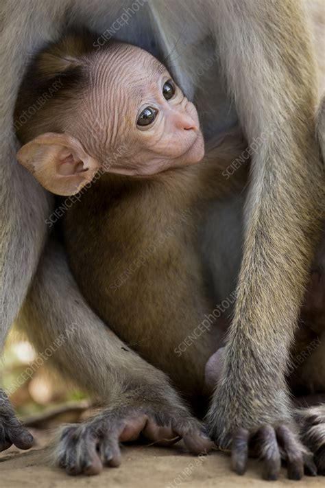 Toque Macaque baby peering through mothers legs - Stock Image - C046 ...